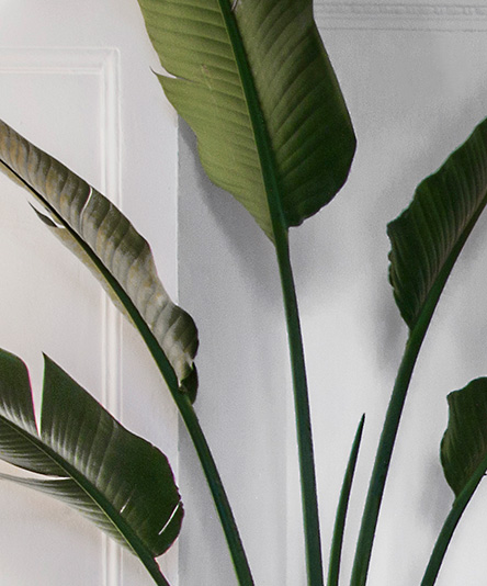 Plant detail from Barcelona apartment redesign.